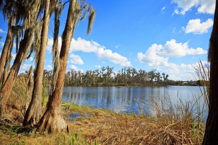 Trees and Water Frontage