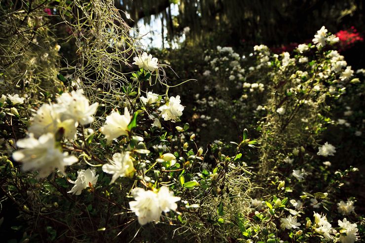 White Flowers
